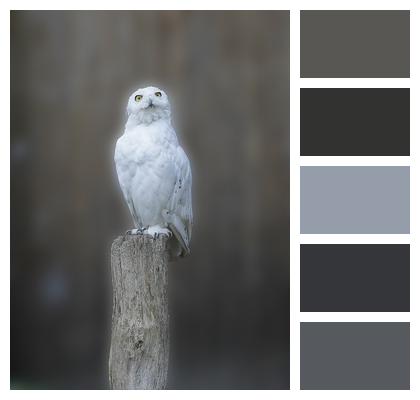 Owl Snowy Owl Bird Image